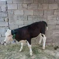 گوساله|حیوانات مزرعه|بدره, |دیوار