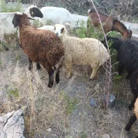بره نر
