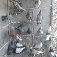 20تا کفتر پرشی