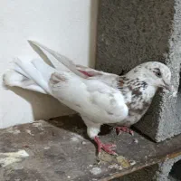 کبوتر نر مست