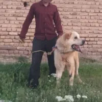 سگ عراقی|سگ|باسمنج, |دیوار