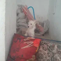 سگ پاپی سفید