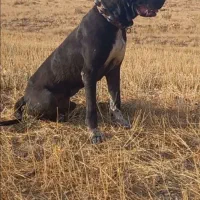 واگذاری سراب خالص