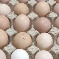 تخم مرغ محلی