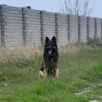 ژرمن شولاین نر موبلند فوق‌العاده