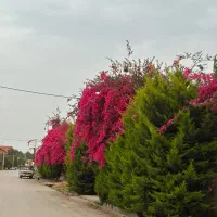 شهرک-ساحلی-باسند-250پیش-بقیه-اقساط