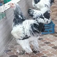 مرغ وخروس برهما دونه ۵میلیون