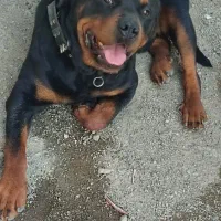 سگ روتوایلر