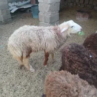 یک عدد بره چاق خانگی
