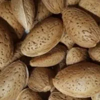 بادام تلخ ارگانیک