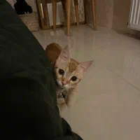 گربه