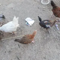 جوجه محلی سه ماهه