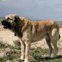 سگ سرابی|سگ|خواجه, |دیوار