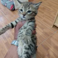 گربه|گربه|خوی, |دیوار
