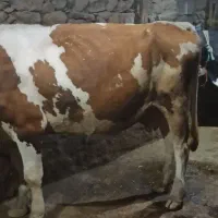 فروش 3راس گاو