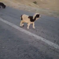 میش