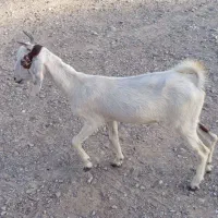 گوسفند