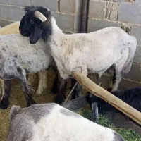 قوچ  جوان بختیاری
