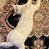 گربه سفید پشمالو واگذاری رایگان نیست