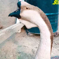 قوغاز