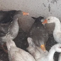 غاز|حیوانات مزرعه|کرمان, |دیوار