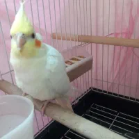 عروس هلندی