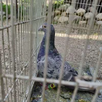 کفتر معاوضه