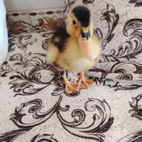 جوجه اردک سالم وسرحال