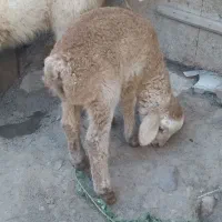 مغانی نر خوشکل