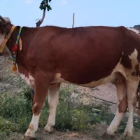 گاو سیمینتال