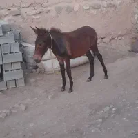 قاطر