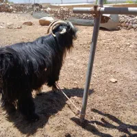 بهده تخمی روزگاری