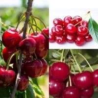 نهال آلبالو خوشه ای مورلو