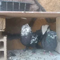 کبوتر اصفهانی