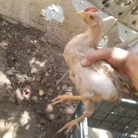 جوجه رنگی بزرگ