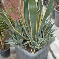 گل اگاو ابلق