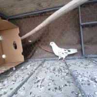 فروش کبوتر ماده