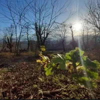 زمین-برای-باغچه-ومسکونی-سندتک-برگ-یزدآباد