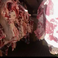 توزیع عمده گوشت ماده‌ گاو و ماده گاو تلیسه