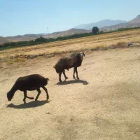 یک رس قوچ اصل شال