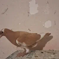 ساری قجله بالا و ۳. تا عرب