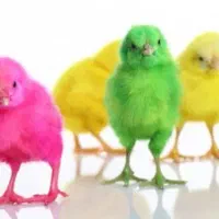 جوجه رنگی سالم