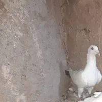 کبوتر