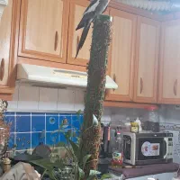 عروس هلندی  دستی