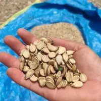 تخمه هندوانه اجیلی