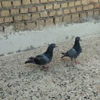 کبوتر|پرنده|ایذه, |دیوار