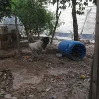 خروس برهمایی اصل