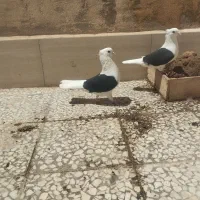 پشتدار کاکلی مهر