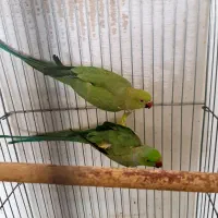 جفت ملنگو معاوضه فقط با گرینچیک