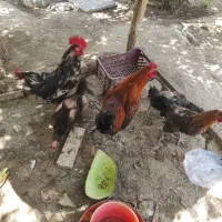 مرغ خروس تخم گذار